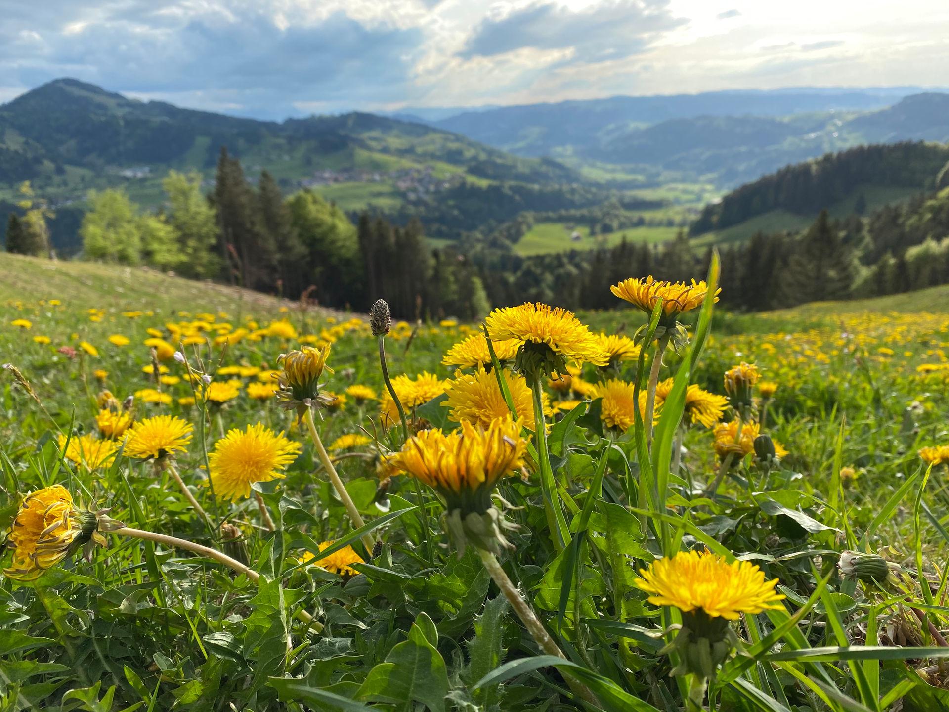 Blick vom Hündle auf den Säntis durch Löwenzahn – Allgäu bei Oberstaufen
