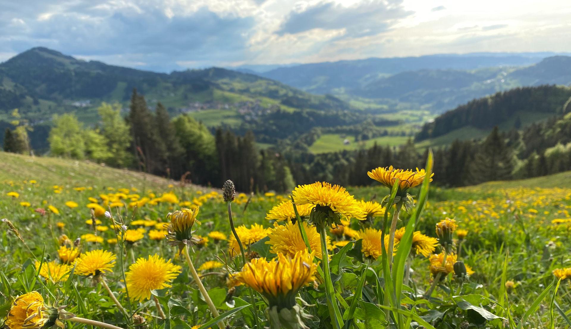 Löwenzahnfeld mit gelben Blüten, grünen Hügeln und Bergen im Hintergrund.