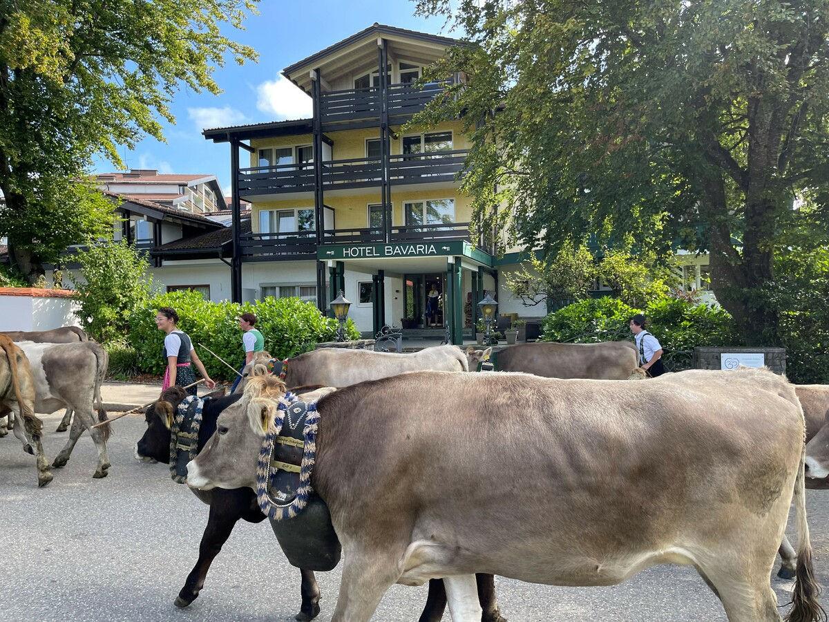 Allgäuer Kühe ziehen direkt am Hotel vorbei.
