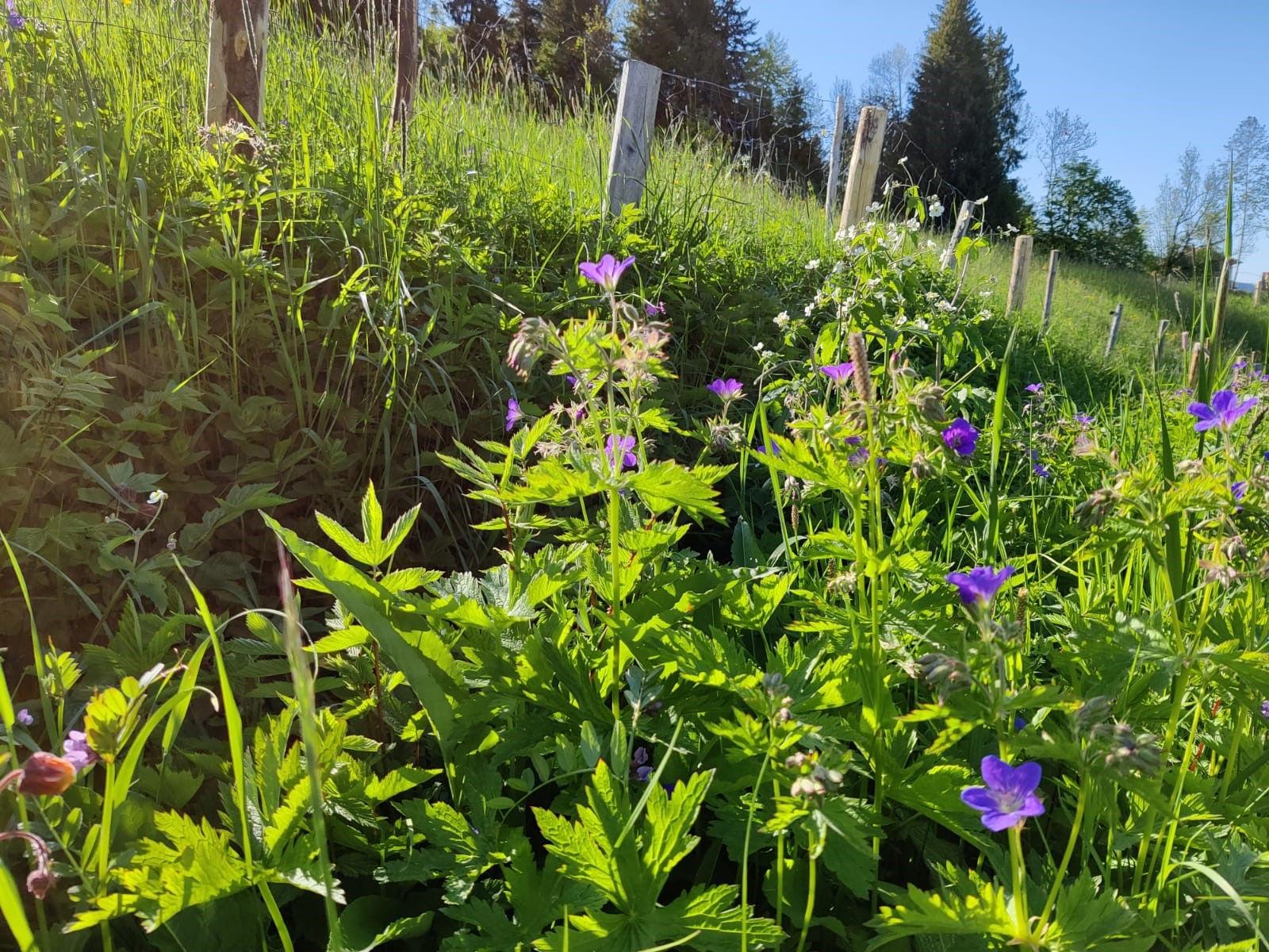 Blühende Wildblumenwiese am Hang oberhalb des Hotels.