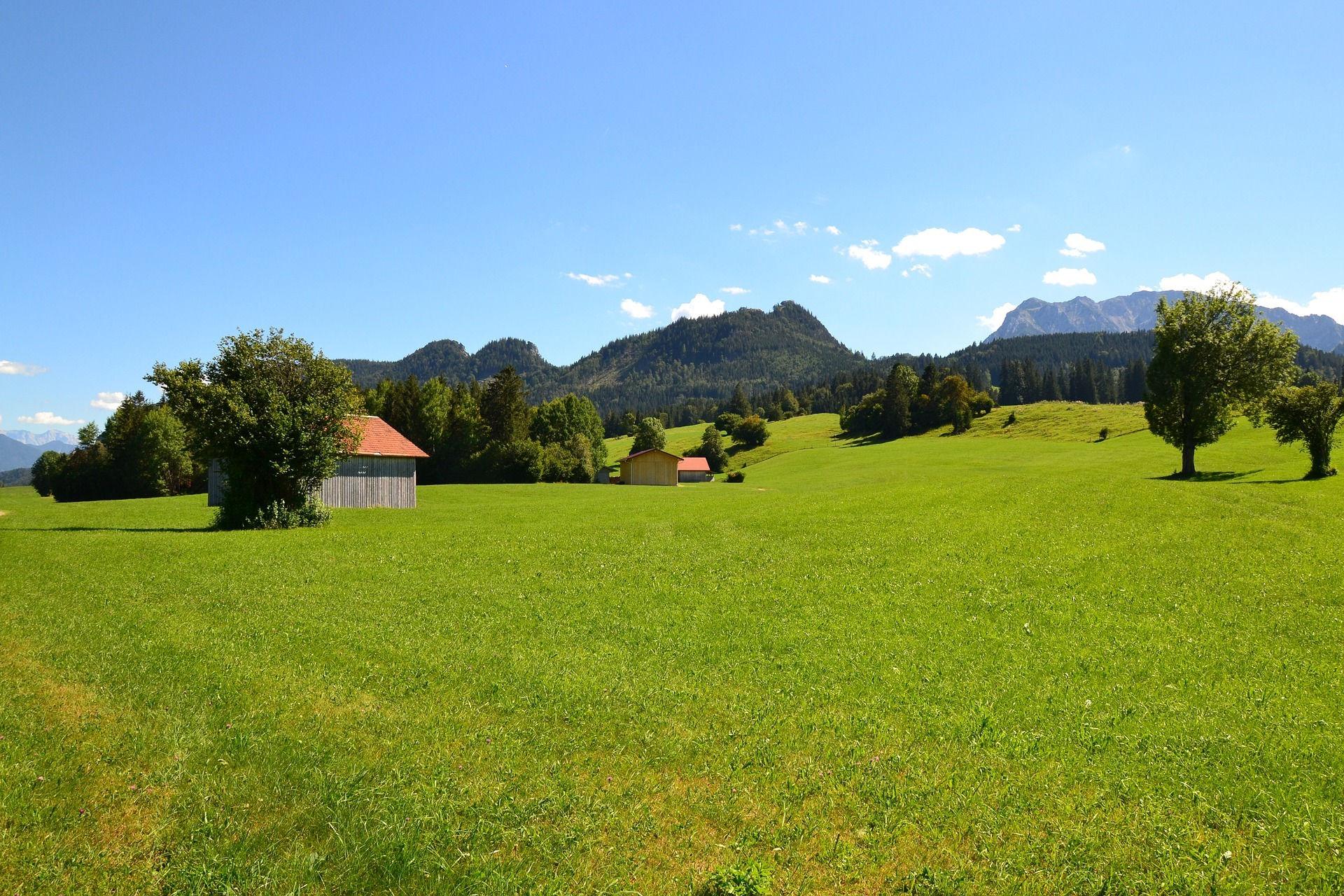 Grüne Allgäuer Wiese mit Obstbäumen und Bergpanorama im Hintergrund.